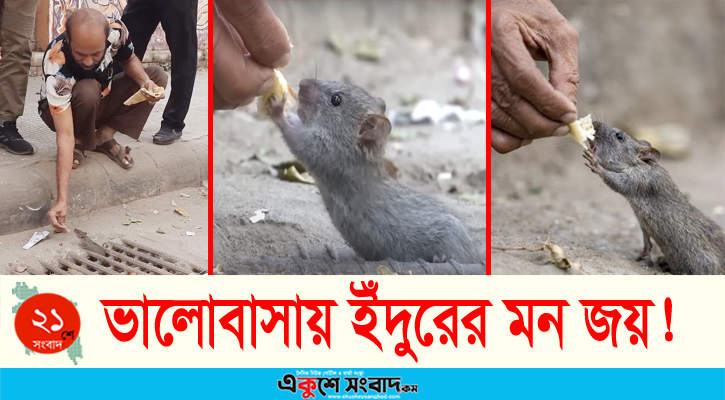 মানুষের ভালোবাসায় পোষ মানলো ইঁদুর! ডাকলেই খাবার খেতে হাজির হয় দল ধরে